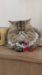 Cat Café MOFF 枚方モール店に投稿された画像（2025/12/16）