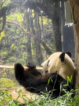 恩賜上野動物園に投稿された画像（2025/12/16）