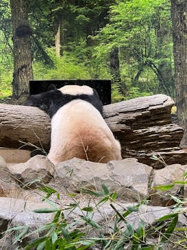 恩賜上野動物園に投稿された画像（2025/12/16）