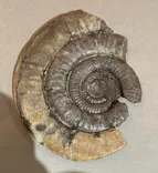 印象派オルセー展×大絶滅展に投稿された画像（2025/12/16）