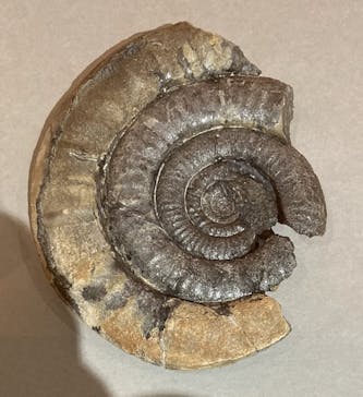 印象派オルセー展×大絶滅展に投稿された画像（2025/12/16）