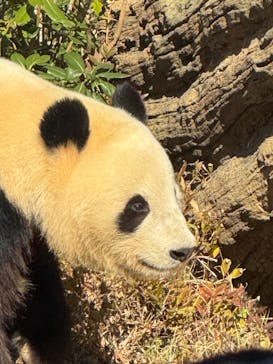 恩賜上野動物園に投稿された画像（2025/12/16）