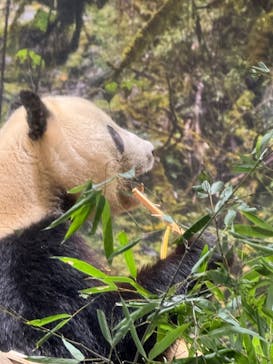 恩賜上野動物園に投稿された画像（2025/12/16）