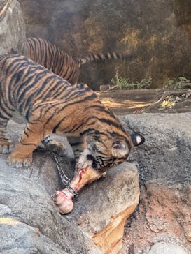 恩賜上野動物園に投稿された画像（2025/12/16）