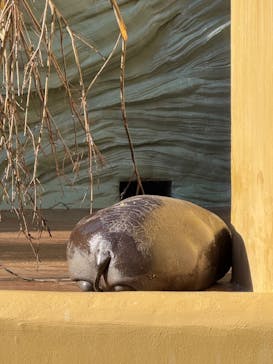 恩賜上野動物園に投稿された画像（2025/12/16）