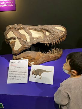 特別展「大絶滅展―生命史のビッグファイブ」に投稿された画像（2025/12/16）