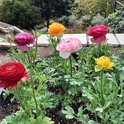 ニューヨークランプミュージアム＆フラワーガーデンに投稿された画像（2025/12/16）