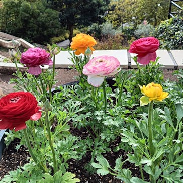 ニューヨークランプミュージアム＆フラワーガーデンに投稿された画像（2025/12/16）