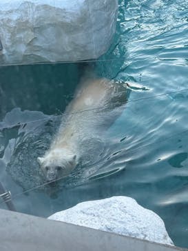 恩賜上野動物園に投稿された画像（2025/12/16）