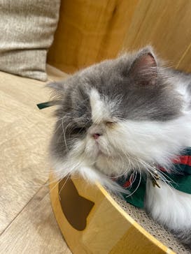 Cat Café MOFF イオンモール浜松志都呂店に投稿された画像（2025/12/16）