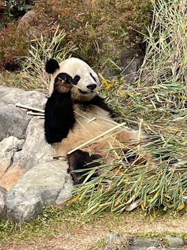恩賜上野動物園に投稿された画像（2025/12/16）