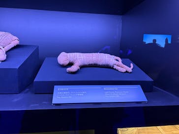 ACN ラムセス大王展 ファラオたちの黄金に投稿された画像（2025/12/17）