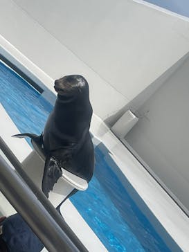 鴨川シーワールドに投稿された画像（2025/12/17）