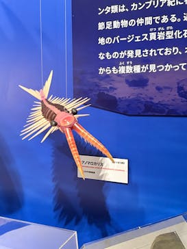 特別展「大絶滅展―生命史のビッグファイブ」に投稿された画像（2025/12/17）