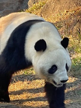 恩賜上野動物園に投稿された画像（2025/12/17）