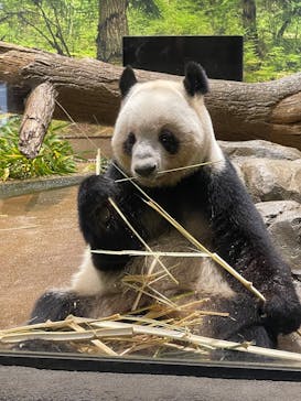 恩賜上野動物園に投稿された画像（2025/12/17）