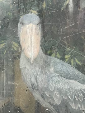 恩賜上野動物園に投稿された画像（2025/12/17）