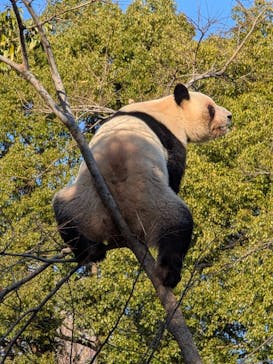 恩賜上野動物園に投稿された画像（2025/12/17）