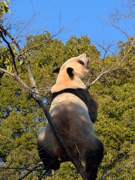 恩賜上野動物園に投稿された画像（2025/12/17）