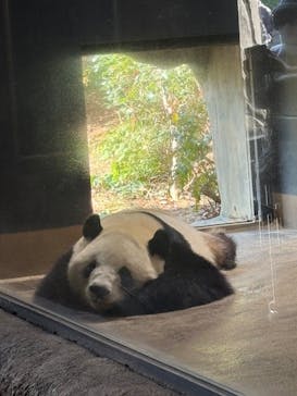 恩賜上野動物園に投稿された画像（2025/12/17）