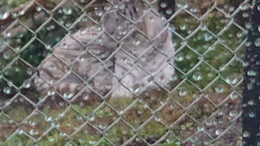 秋吉台自然動物公園 サファリランドに投稿された画像（2025/12/17）