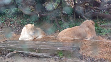 秋吉台自然動物公園 サファリランドに投稿された画像（2025/12/17）