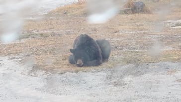 秋吉台自然動物公園 サファリランドに投稿された画像（2025/12/17）