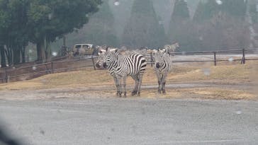 秋吉台自然動物公園 サファリランドに投稿された画像（2025/12/17）