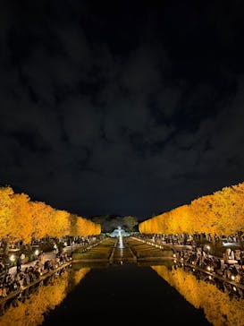 国営昭和記念公園 秋の夜散歩に投稿された画像（2025/12/17）