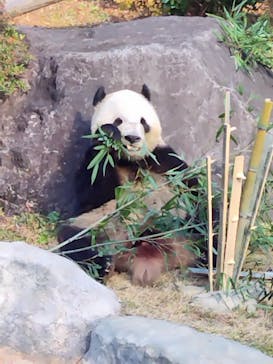 恩賜上野動物園に投稿された画像（2025/12/17）
