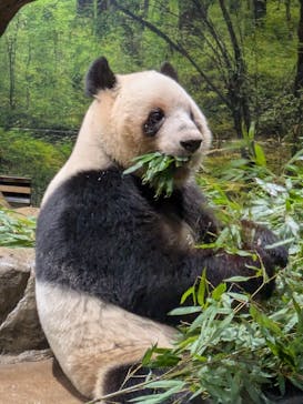 恩賜上野動物園に投稿された画像（2025/12/17）