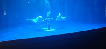 島根県立 しまね海洋館に投稿された画像（2025/12/17）