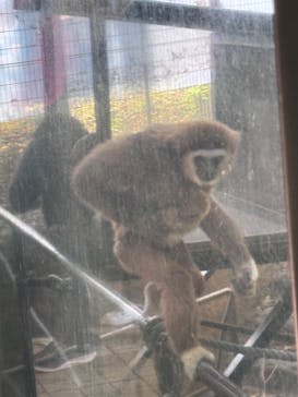 恩賜上野動物園に投稿された画像（2025/12/17）
