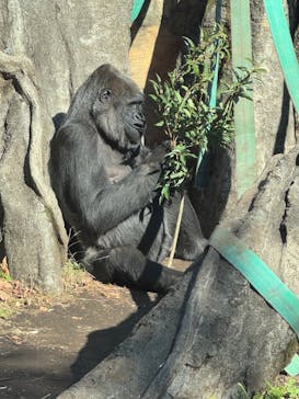 恩賜上野動物園に投稿された画像（2025/12/17）