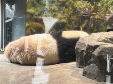恩賜上野動物園に投稿された画像（2025/12/17）