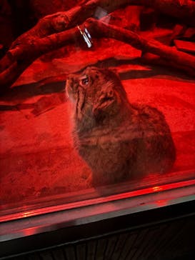 恩賜上野動物園に投稿された画像（2025/12/17）