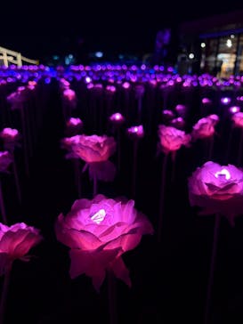 東京メガイルミに投稿された画像（2025/12/17）