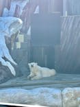 恩賜上野動物園に投稿された画像（2025/12/17）