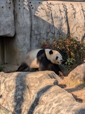 恩賜上野動物園に投稿された画像（2025/12/17）