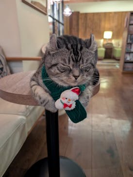 猫カフェモカ　池袋東口店に投稿された画像（2025/12/17）