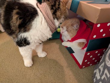 猫カフェモカ　池袋東口店に投稿された画像（2025/12/17）