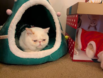 猫カフェモカ　池袋東口店に投稿された画像（2025/12/17）