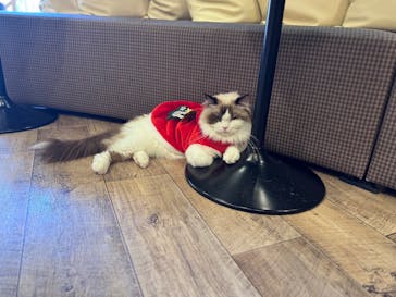猫カフェモカ　秋葉原店に投稿された画像（2025/12/17）