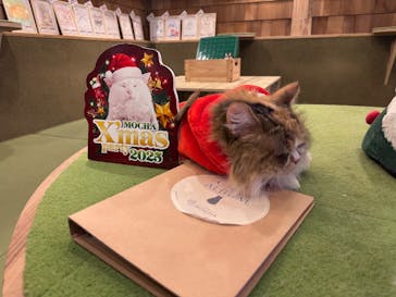 猫カフェモカ　秋葉原店に投稿された画像（2025/12/17）