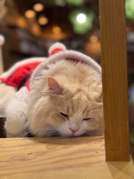 猫カフェモカ　秋葉原店に投稿された画像（2025/12/17）