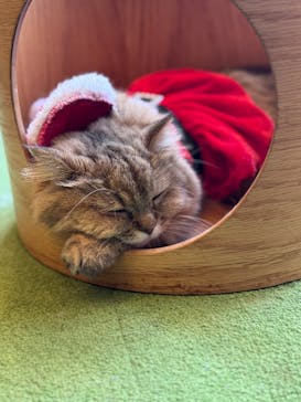 猫カフェモカ　秋葉原店に投稿された画像（2025/12/17）