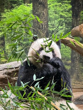 恩賜上野動物園に投稿された画像（2025/12/17）