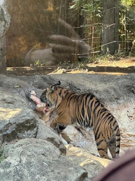 恩賜上野動物園に投稿された画像（2025/12/17）
