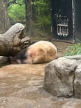 恩賜上野動物園に投稿された画像（2025/12/17）