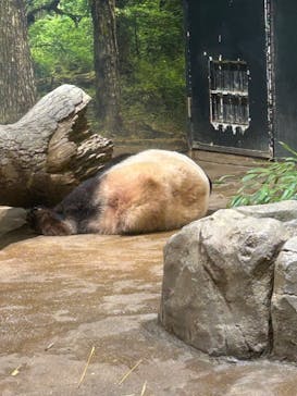 恩賜上野動物園に投稿された画像（2025/12/17）